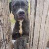 GOLIA - 5 Anni (nato a Luglio del 2020)  - Simil Cane Corso - Taglia: Grande  - Carattere: Dolce, equilibrato Foto 8